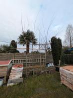 Iepen in leivom, Ophalen