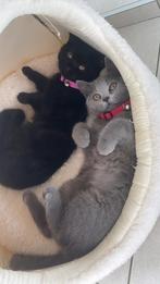 Britse Korthaar Kittens, Poes, Gechipt, 0 tot 2 jaar