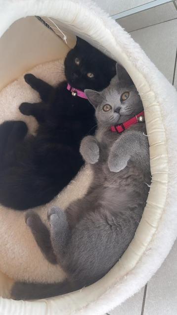 Britse Korthaar Kittens beschikbaar voor biedingen