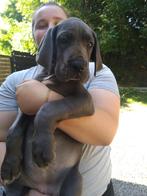 Duitse Dog pups, Dieren en Toebehoren, Honden | Bulldogs, Pinschers en Molossers, België, Fokker | Hobbymatig, Overige rassen
