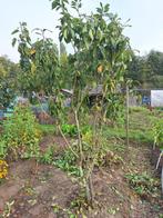 Kersenboom, Ophalen, Overige soorten, 100 tot 250 cm