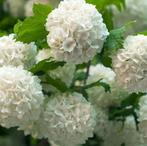 Boule de neige, Viburnum, Ophalen, Overige soorten, Struik, 100 tot 250 cm