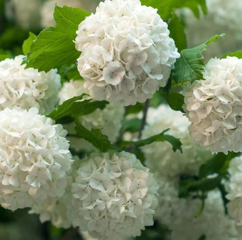 Boule de neige, Viburnum, Tuin en Terras, Planten | Struiken en Hagen, Struik, Overige soorten, 100 tot 250 cm, Ophalen