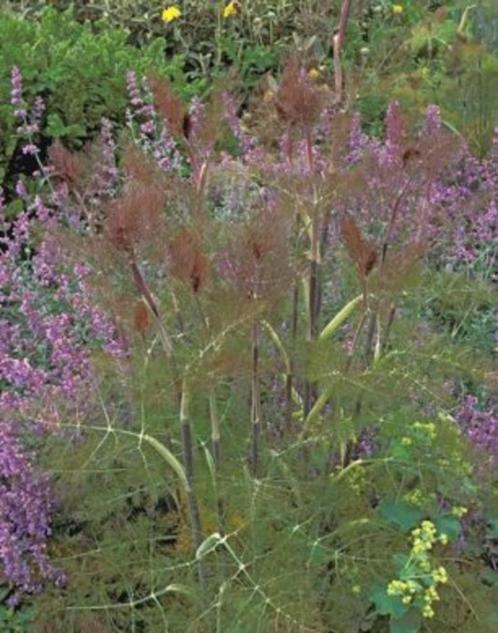 rode venkel, Tuin en Terras, Planten | Tuinplanten, Vaste plant, Kruiden, Volle zon, Zomer, Ophalen