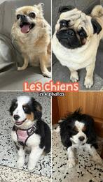 Je garde vos petits chiens en famille pendant vos vacances, Ophalen