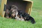 Teckel pups korthaar mooie keuze, Dieren en Toebehoren, Honden | Teckels en Dashonden, België, 15 weken tot 1 jaar, Korthaar, Dwerg