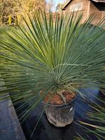 Yucca linearifolia, Overige soorten, Minder dan 100 cm, Zomer, Ophalen
