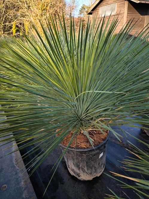 Yucca linearifolia, Tuin en Terras, Planten | Bomen, Overige soorten, Minder dan 100 cm, Volle zon, Zomer, In pot, Ophalen