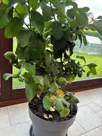 Citronnier, Plein soleil, Été, Enlèvement, Plantes fruitières