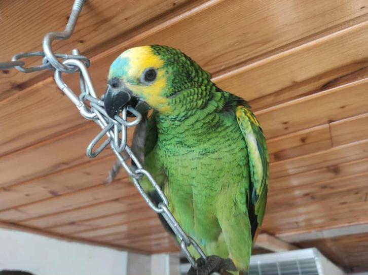 Super getemde Amazone-papegaai met blauwe voorkant, Dieren en Toebehoren, Vogels | Parkieten en Papegaaien, Papegaai, Mannelijk