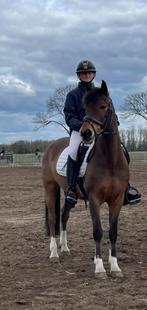 Leermeester D-pony te koop, Dieren en Toebehoren, Pony's, Ruin, Dressuurpony, L, 11 jaar of ouder
