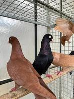 duiven, tuimelaars, kapucijn pauwstaarten krul, Meerdere dieren, Overige soorten