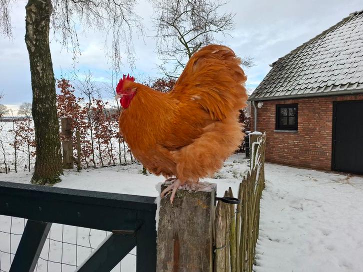 Orpington Buff (groothoender) 2025, tt-lijn, Animaux & Accessoires, Volatiles, Poule ou poulet, Mâle