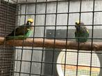 Koppel meyer papegaaien, Dieren en Toebehoren, Vogels | Parkieten en Papegaaien