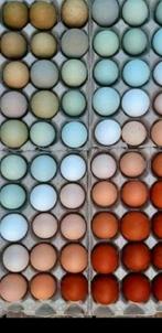 Geinteresseerd in kleureieren?