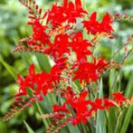 Crocosmia Lucifer, Ophalen, Halfschaduw