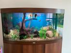 Aquarium juwel vision 240, Dieren en Toebehoren, Ophalen, Zo goed als nieuw