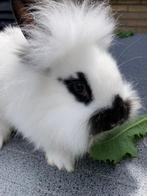 konijn, Dieren en Toebehoren, Mannelijk, Middelgroot, 0 tot 2 jaar