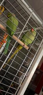 Koppel Grote alexanders met kooi, Dieren en Toebehoren