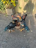 Jonge ras hanen shamos 10 maanden oud