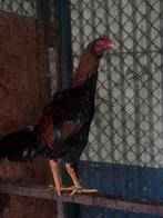 Shamo hanen 8 maanden, Dieren en Toebehoren, Pluimvee, Mannelijk, Kip