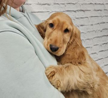 chiots cocker anglais 3-12-24, Plusieurs, Parvovirose, Belgique, Plusieurs animaux