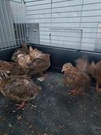 30 jumbo kwartels HANEN