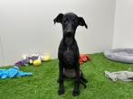 Whippet pups, Dieren en Toebehoren, België, Overige rassen, 8 tot 15 weken, CDV (hondenziekte)