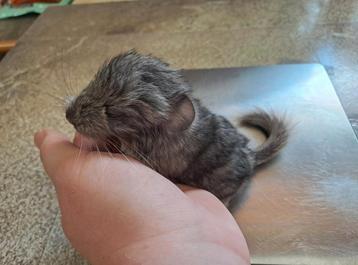 Chinchilla baby bokje, alvast te reserveren!  beschikbaar voor biedingen