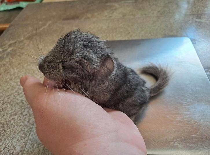 Chinchilla baby bokje, alvast te reserveren!, Dieren en Toebehoren, Knaagdieren, Mannelijk, Chinchilla, September, Tam