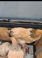 Bramha Colombia buff zwart, Dieren en Toebehoren, Pluimvee