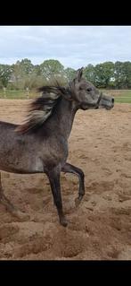 Elegant Arabisch volbloed jaarling merrietje, Dieren en Toebehoren, Merrie, Minder dan 160 cm, Gechipt, 0 tot 2 jaar