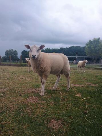 Raszuivere Swifter ram, Mâle, Mouton, 0 à 2 ans