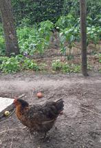 kippen, Dieren en Toebehoren, Pluimvee, Kip