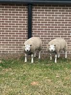 Jonge dekram te koop, Dieren en Toebehoren