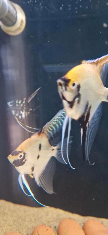 Mix koi / gold maanvissen beschikbaar voor biedingen