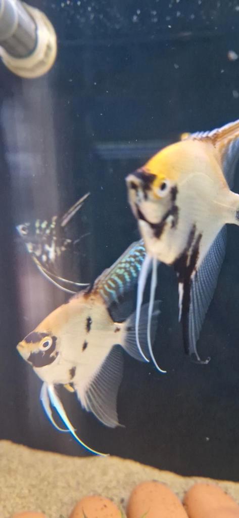 Mix koi / gold maanvissen, Dieren en Toebehoren, Vissen | Aquariumvissen