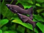 Black Molly, Dieren en Toebehoren