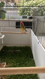 Astrilde man 2025, Dieren en Toebehoren, Vogels | Overige Vogels, Geringd