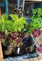 diverse Coleus/ siernetels, Tuin en Terras, Ophalen