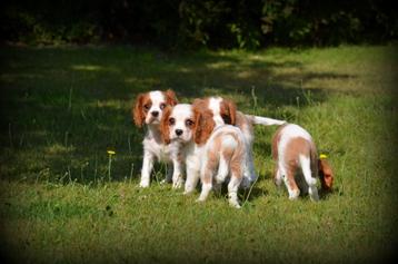 Cavalier King Charles Spaniel pups beschikbaar voor biedingen
