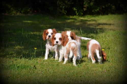 Cavalier King Charles Spaniel pups, Dieren en Toebehoren, Honden | Retrievers, Spaniëls en Waterhonden, Meerdere dieren, Spaniël