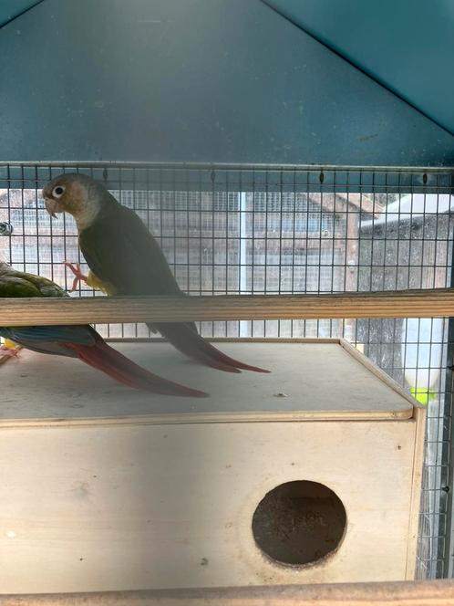 MOOIE KLEUREN PYRRHURA S VANAF 100 EURO/KOPPEL, Dieren en Toebehoren, Vogels | Parkieten en Papegaaien, Papegaai, Meerdere dieren