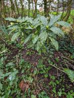 Aucuba Japonica, Halfschaduw, Vaste plant, Ophalen of Verzenden, Lente