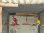 Koppels rosella's, Dieren en Toebehoren, Parkiet, Geringd