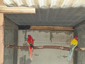 Koppels rosella's  beschikbaar voor biedingen