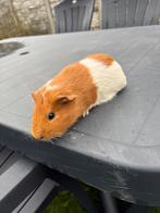 Cavia beertje, Animaux & Accessoires, Rongeurs, Novembre, Mâle, Cobaye