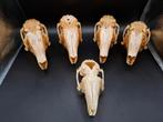 5 crânes de lapins, Comme neuf, Crâne, Animal de ferme, Enlèvement ou Envoi