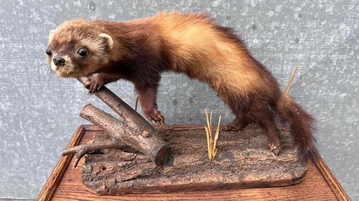 Opgezette Marter op Houten Voet, Collections, Collections Animaux, Utilisé, Animal empaillé, Autres, Enlèvement