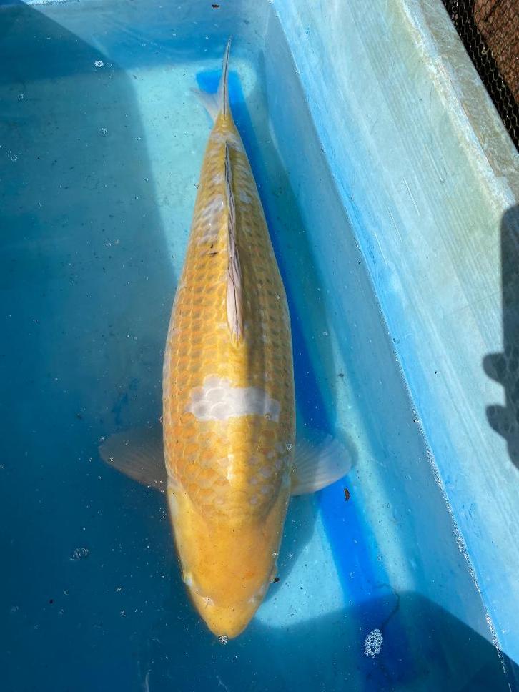 Ochiba 60cm Sakai.     Showa Kohaku etc en meer!, Dieren en Toebehoren, Vissen | Vijvervissen, Karper of Koi